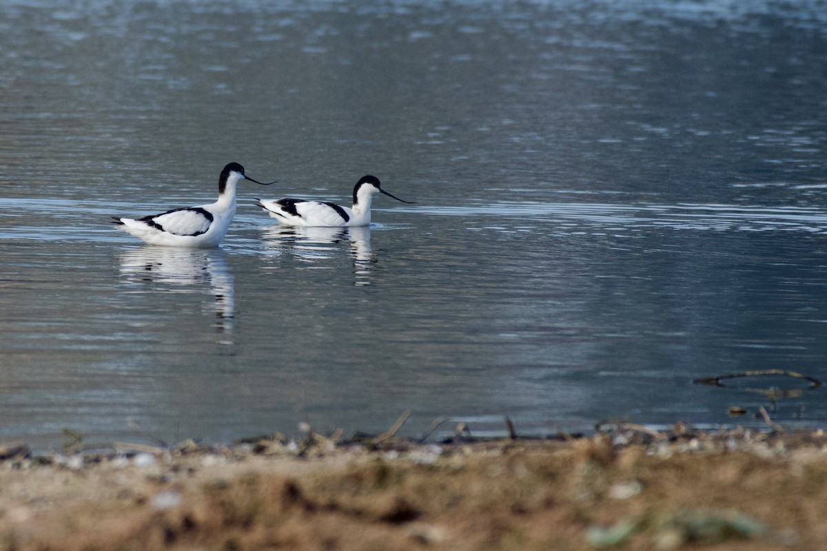 Kılıçgaga - ML645946771