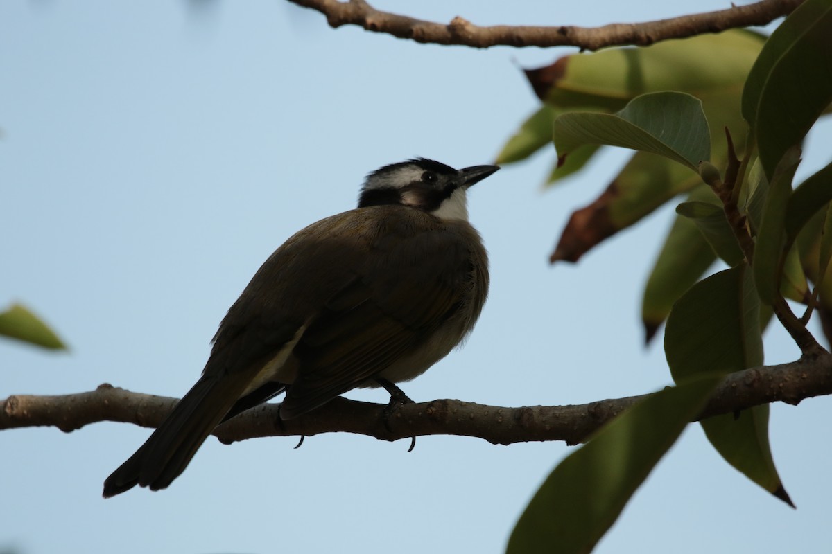 Çin Arapbülbülü - ML645946773