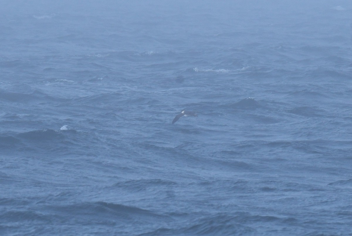 Büyük Yelkovan - ML645946794