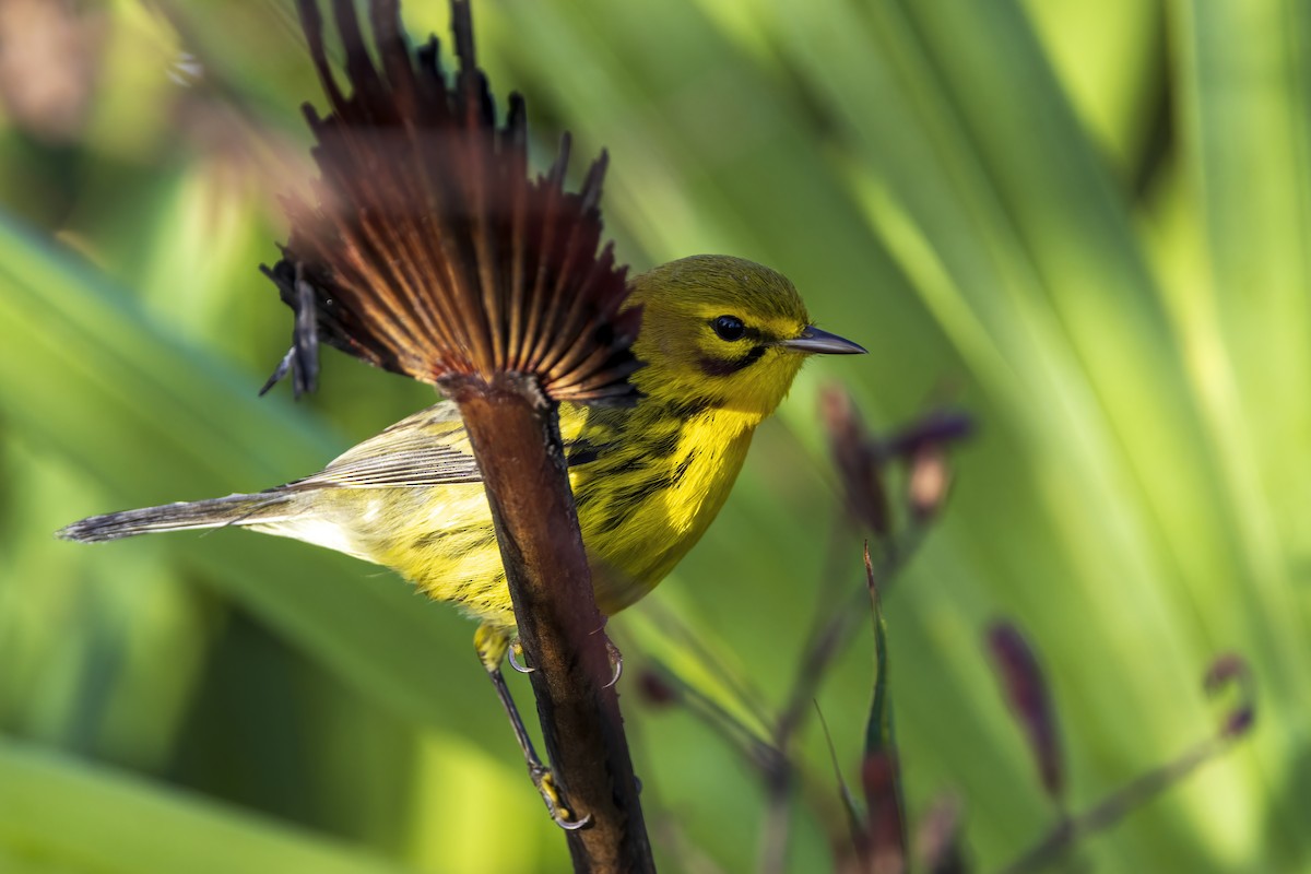 Preri Ötleğeni - ML645946796