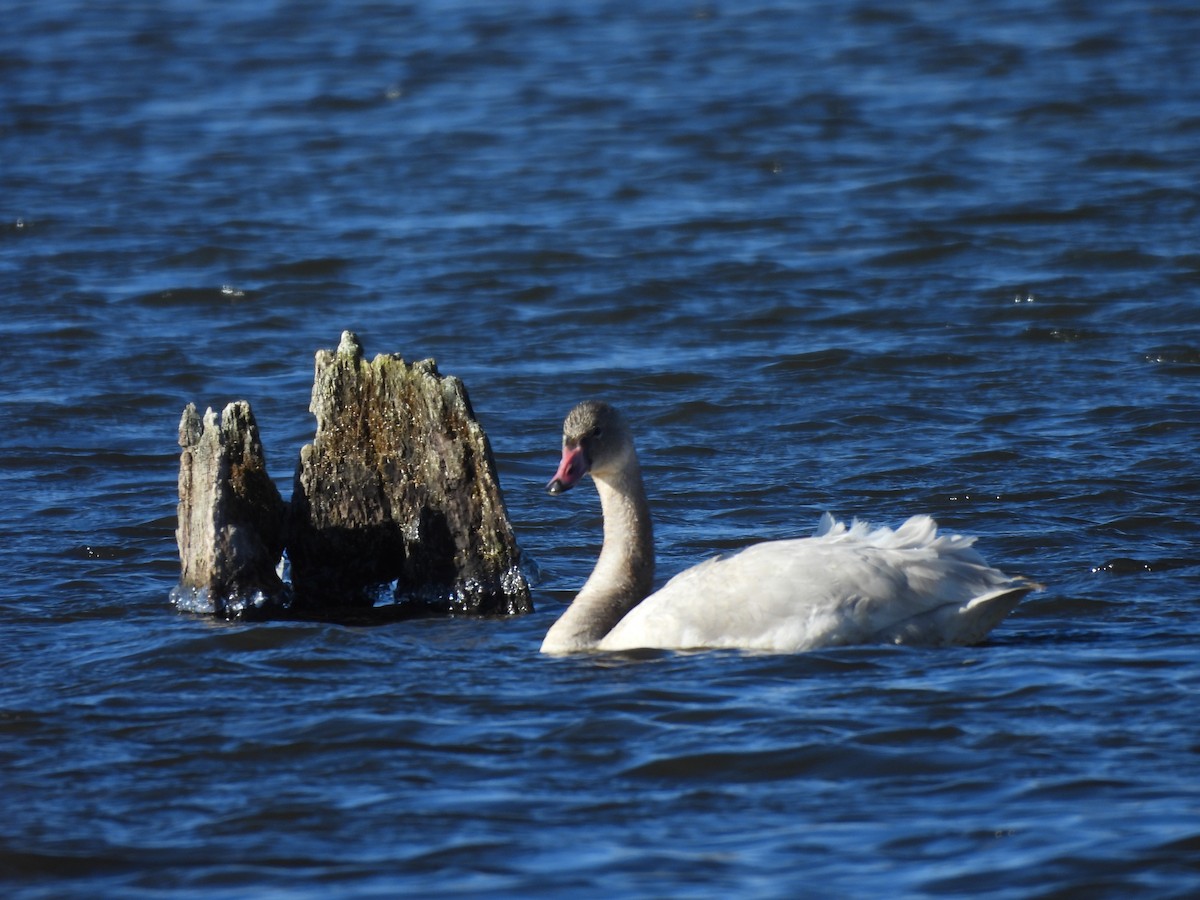 Küçük Kuğu - ML645946797