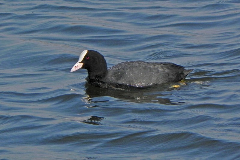 Sakarmeke - ML645946798