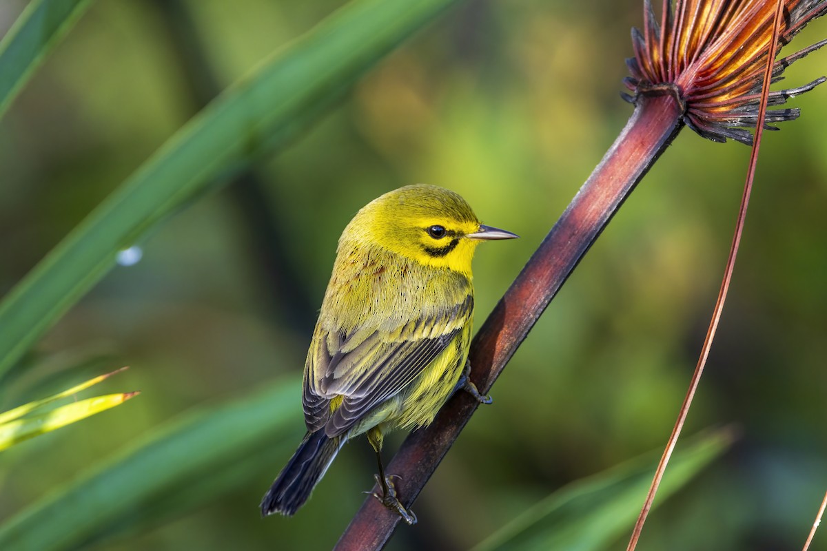 Preri Ötleğeni - ML645946799