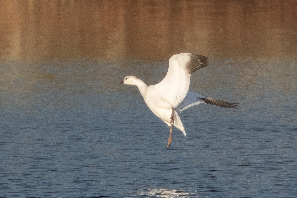 Ross's Goose - ML645946801