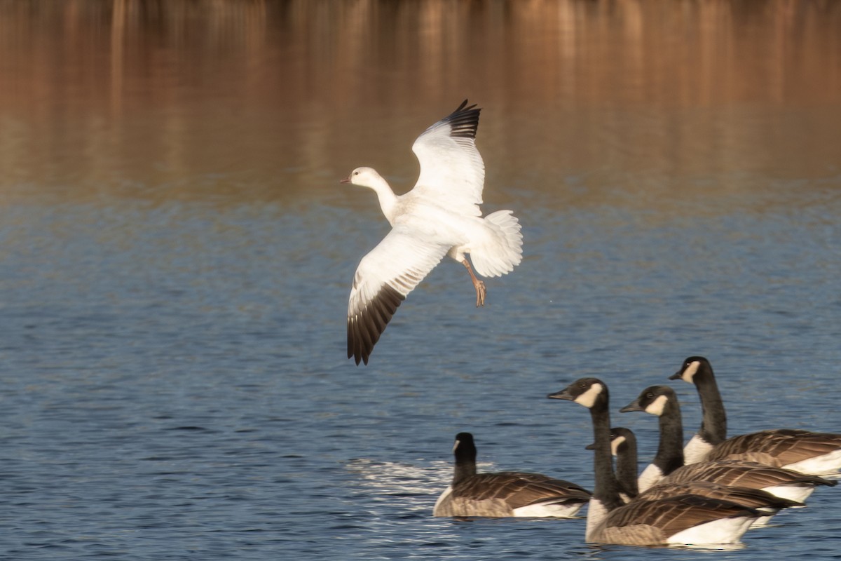 Ross's Goose - ML645946803