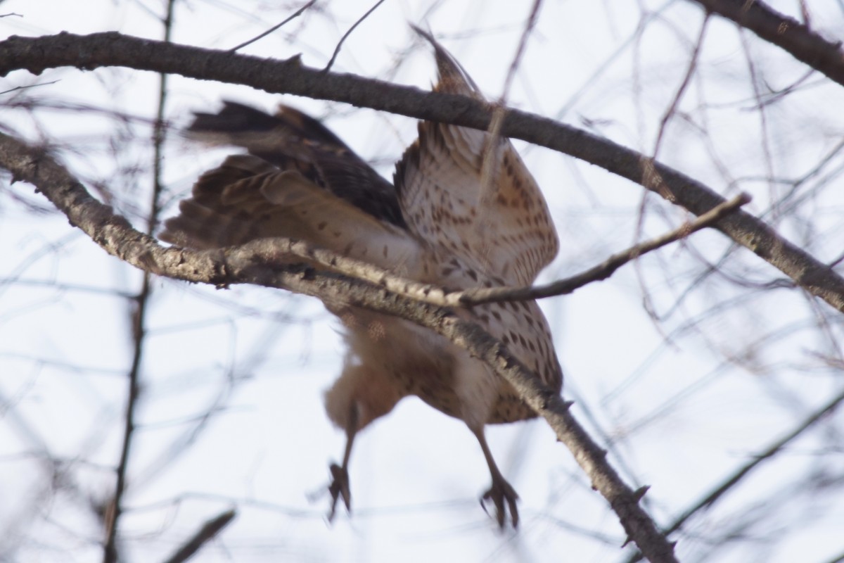 Kızıl Omuzlu Şahin - ML645946805