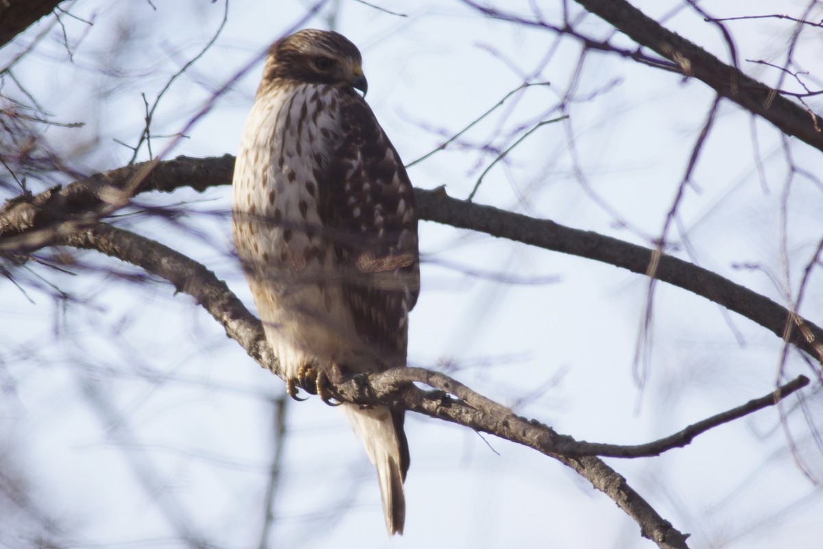 Kızıl Omuzlu Şahin - ML645946806