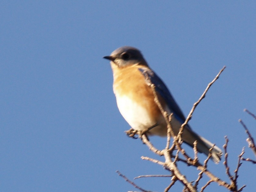 Doğulu Mavi Ardıç - ML645946808