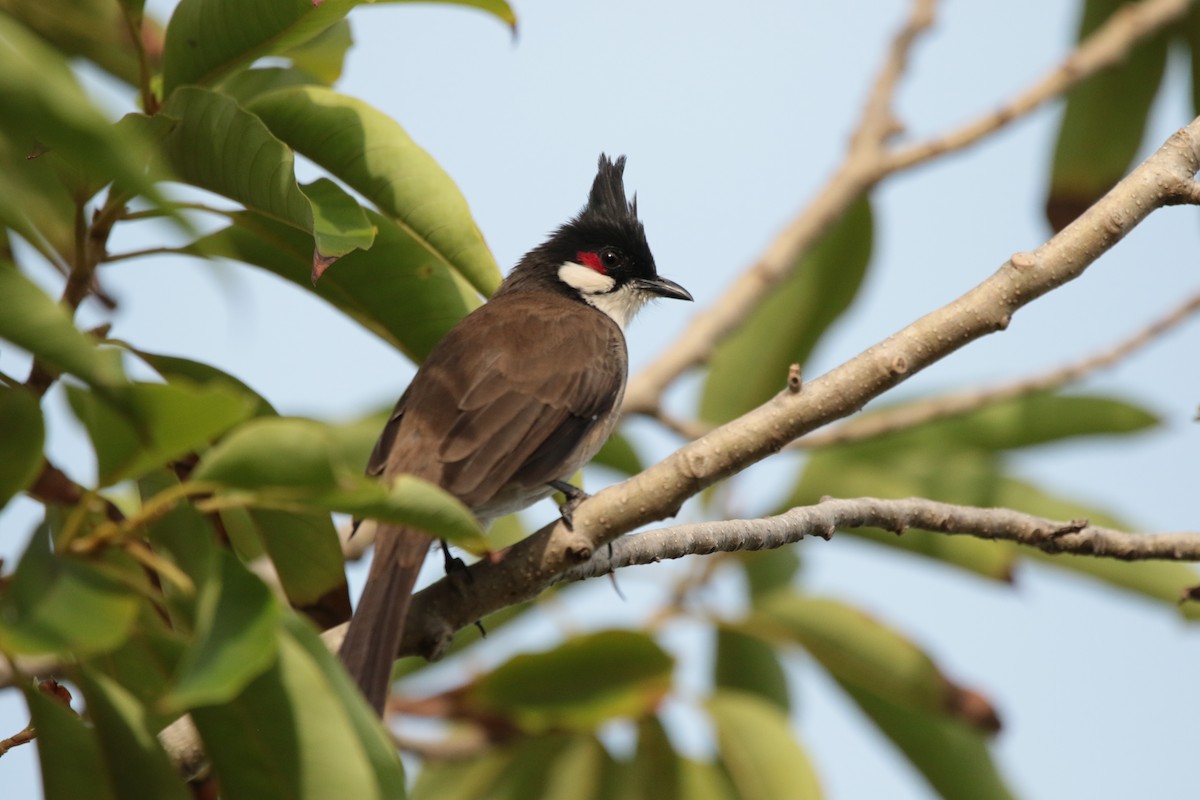 Al Kulaklı Arapbülbülü - ML645946814