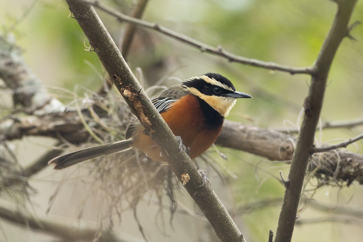 Maranyon Hilalgerdanı - ML645946815