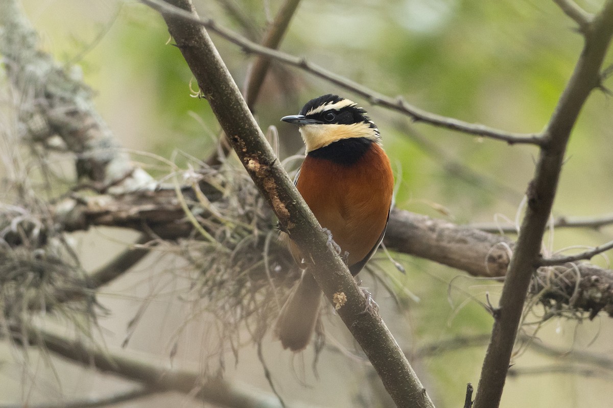 Maranyon Hilalgerdanı - ML645946816