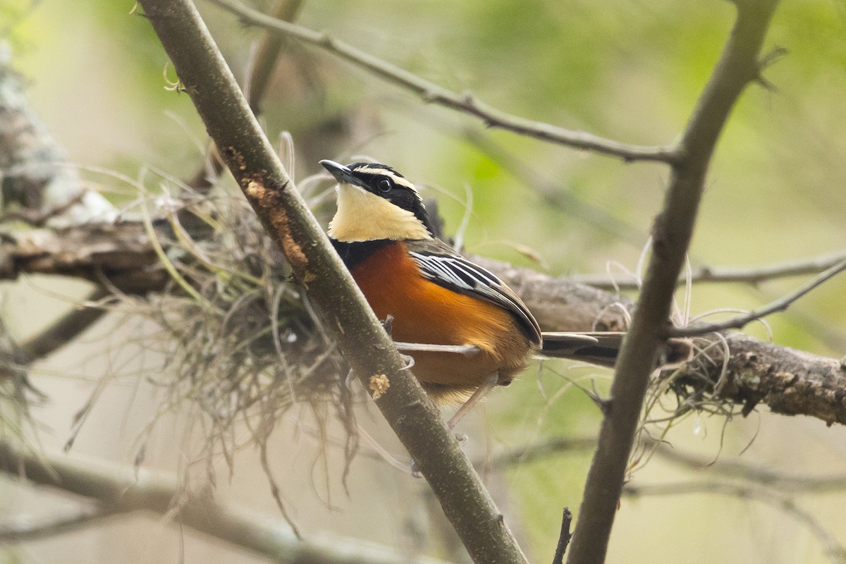 Maranyon Hilalgerdanı - ML645946817