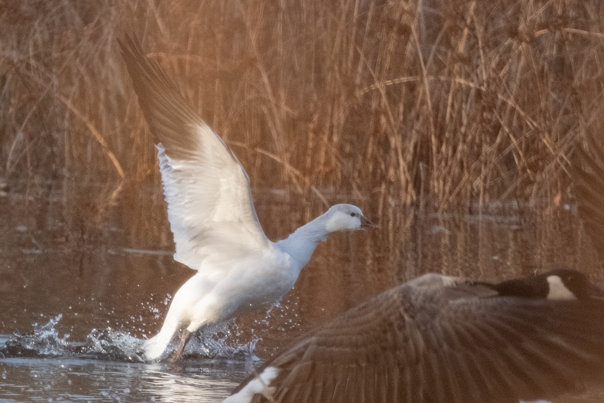 Ross's Goose - ML645946819