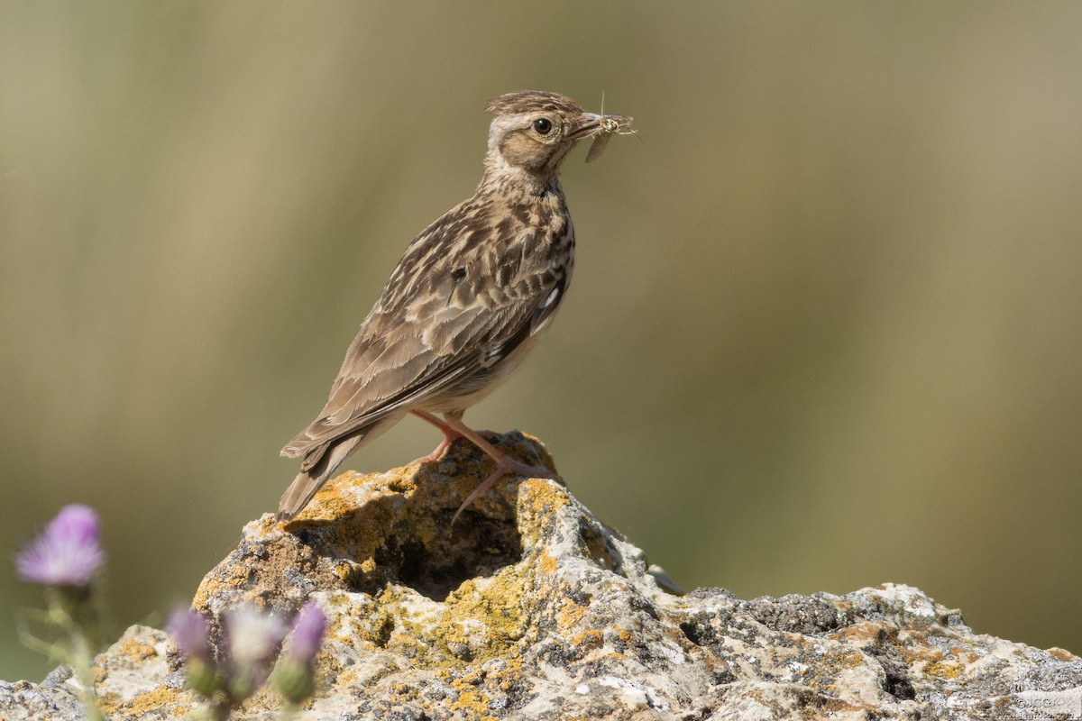 Tepeli Toygar - ML645946820