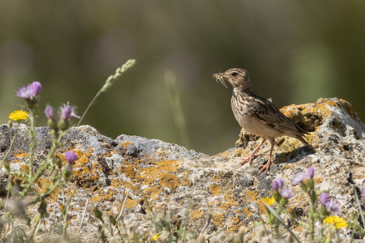 Tepeli Toygar - ML645946821