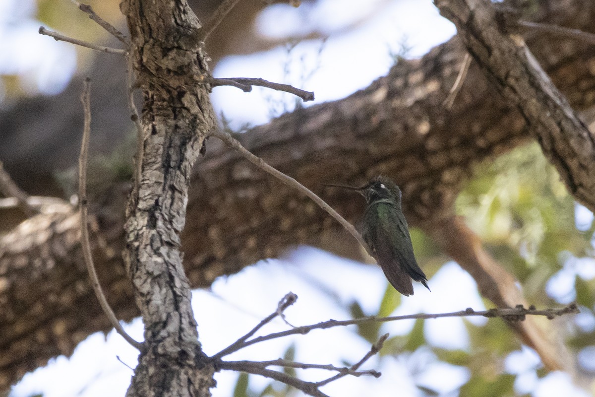 Rivoli's Hummingbird - ML645946822