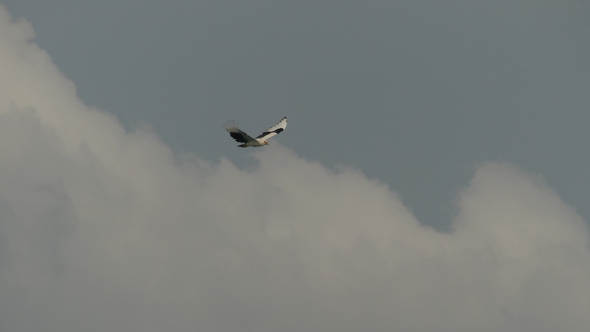 Palmiye Akbabası - ML645946825