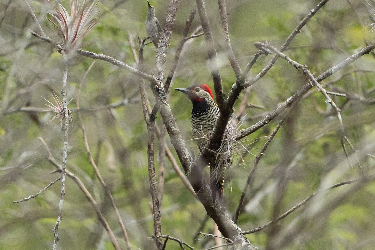 Peru Ağaçkakanı - ML645946827