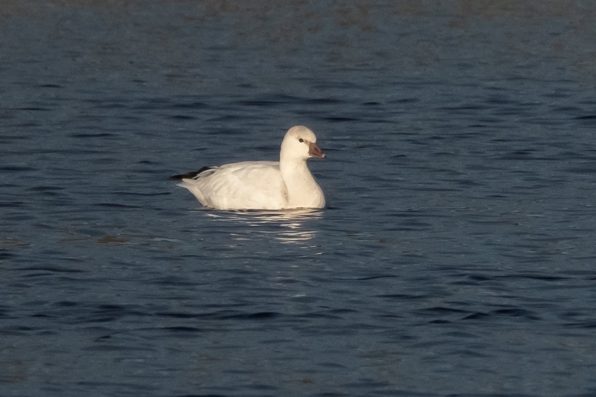 Ross's Goose - ML645946829