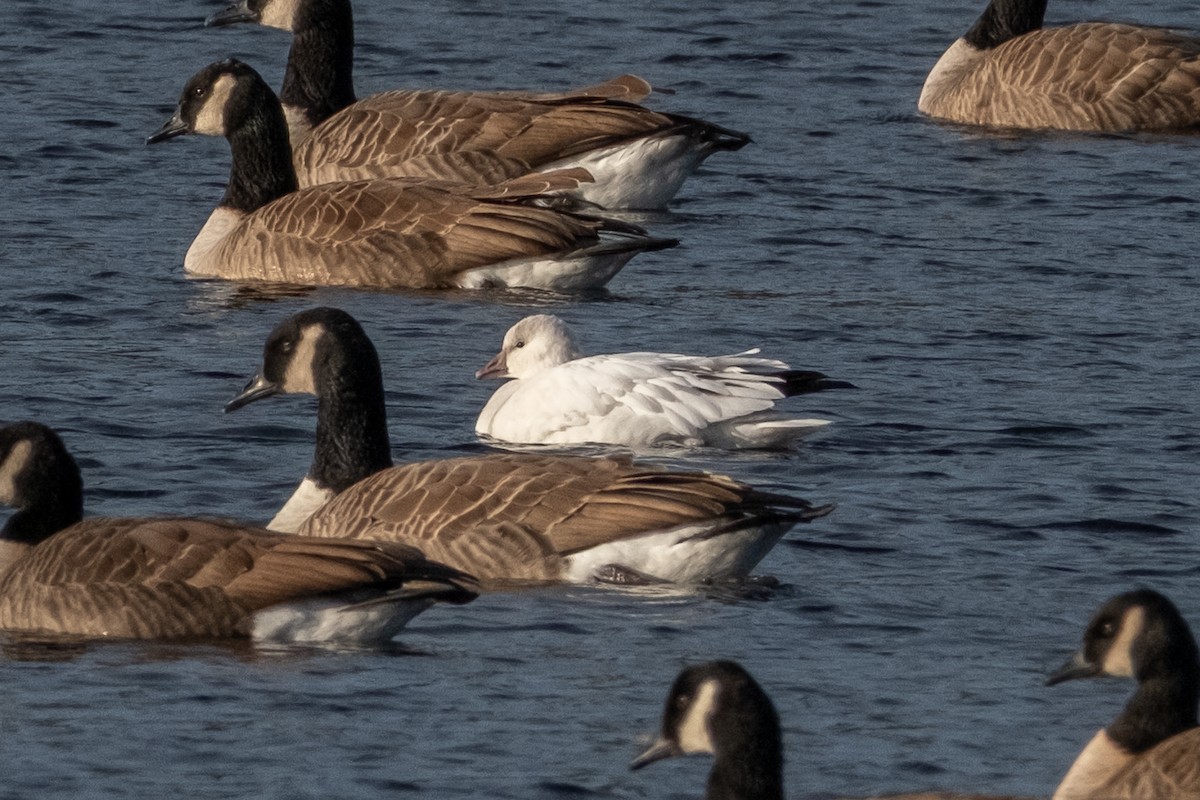 Ross's Goose - ML645946830