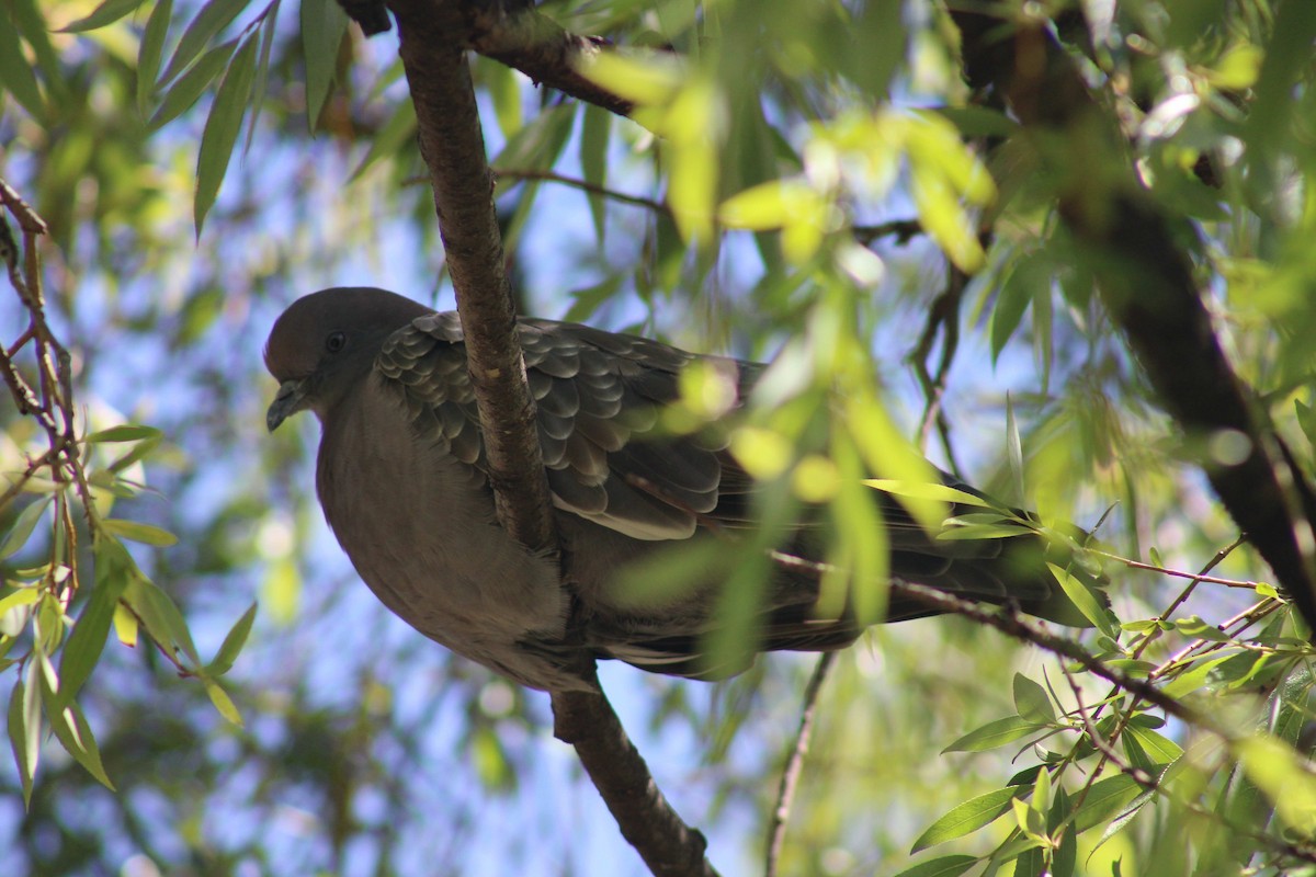 Spot-winged Pigeon - ML645946831