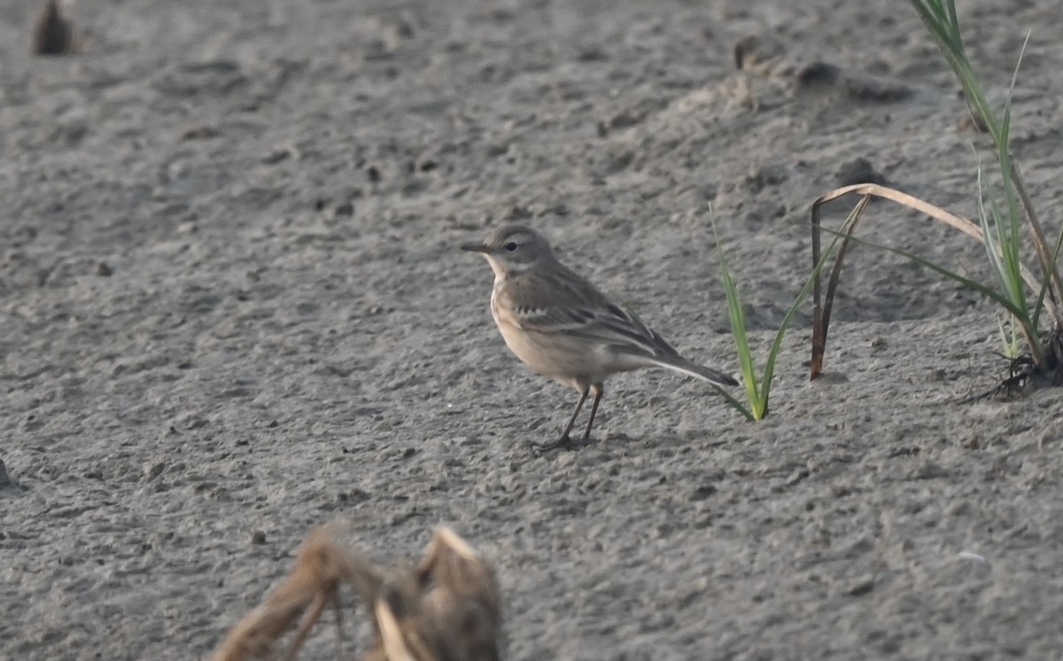 Water Pipit - ML645946841