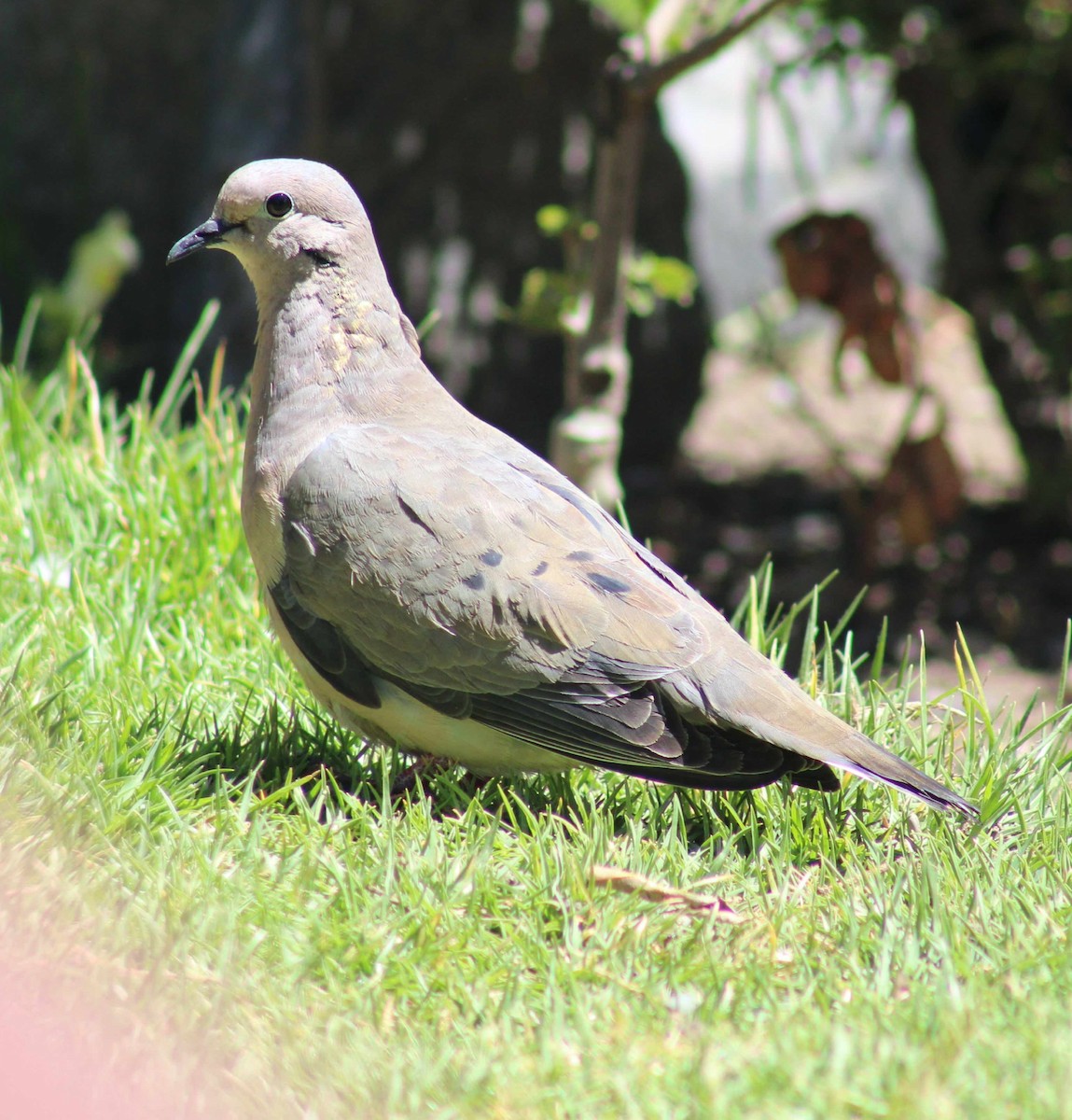 Eared Dove - ML645946845