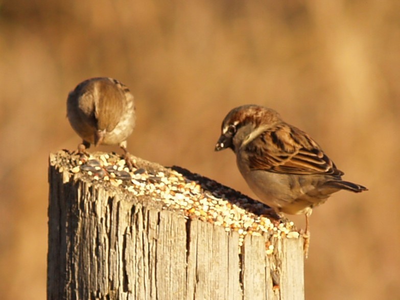 House Sparrow - ML645946846
