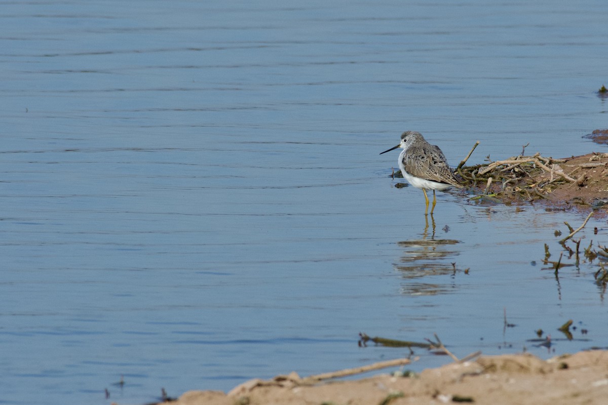 Marsh Sandpiper - ML645946849