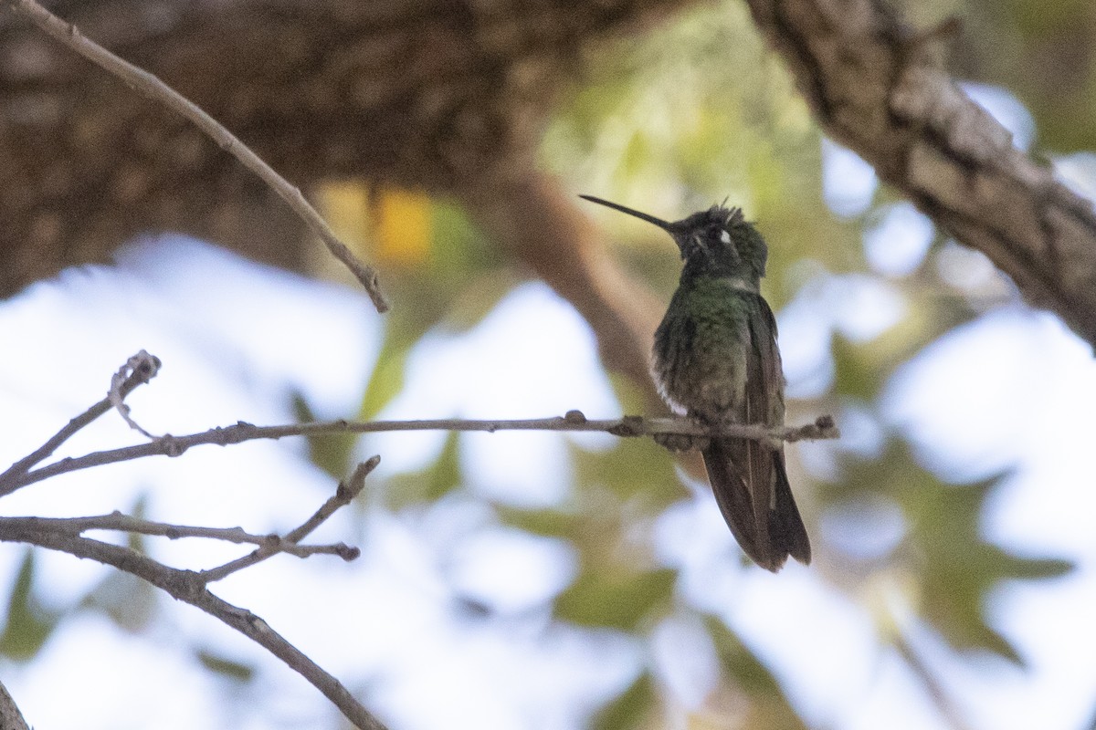Rivoli's Hummingbird - ML645946855