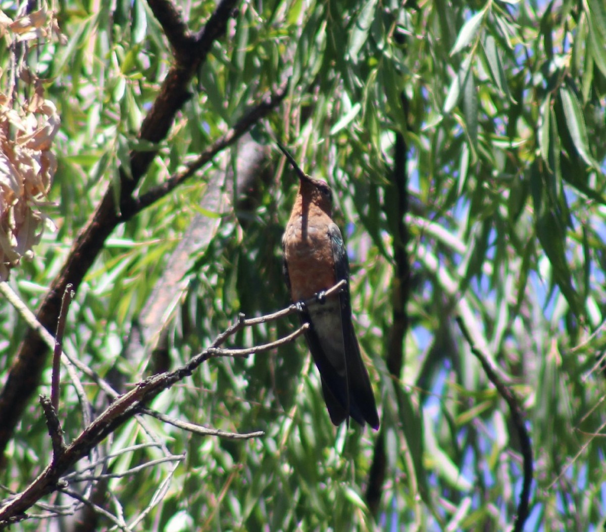 kjempekolibri - ML645946857