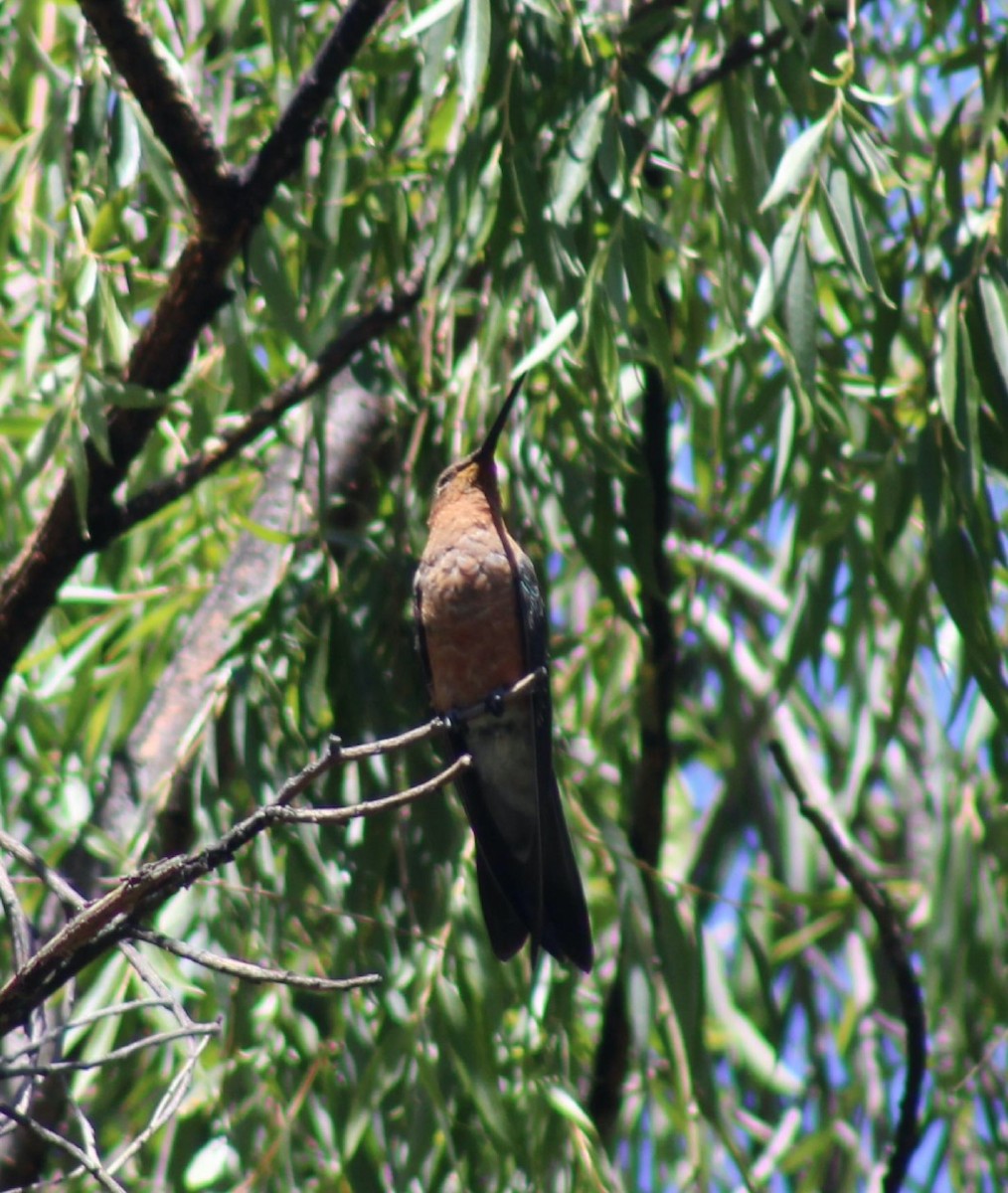 kjempekolibri - ML645946858