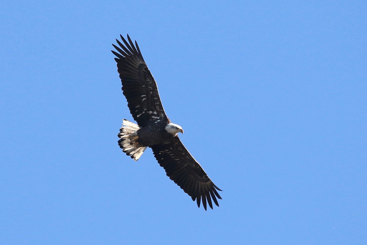 Bald Eagle - ML645946859
