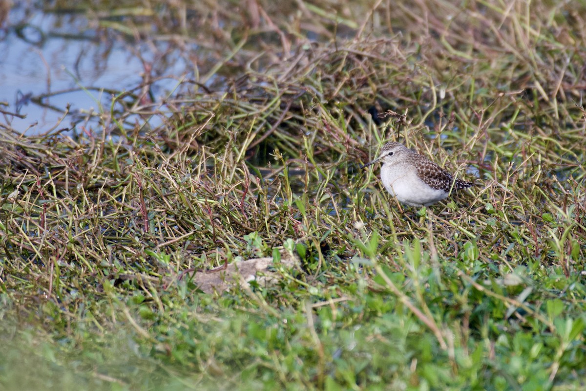 vodouš bahenní - ML645946861