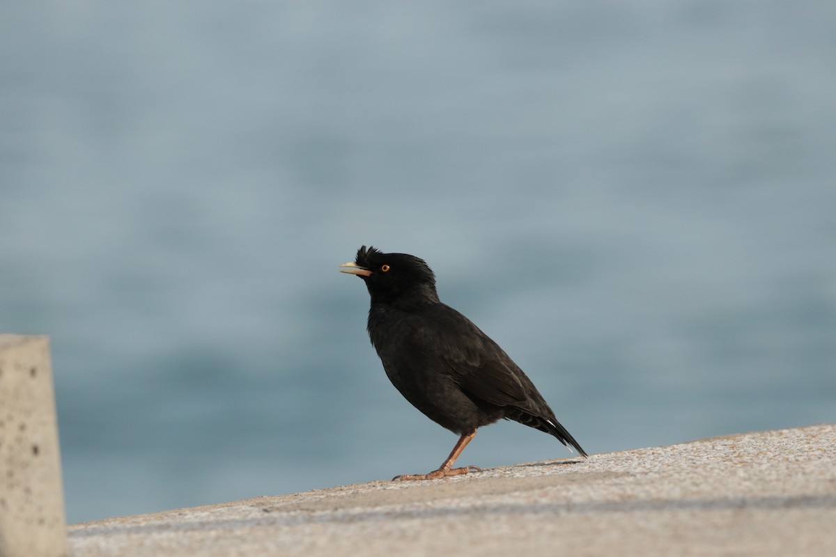 Crested Myna - ML645946862