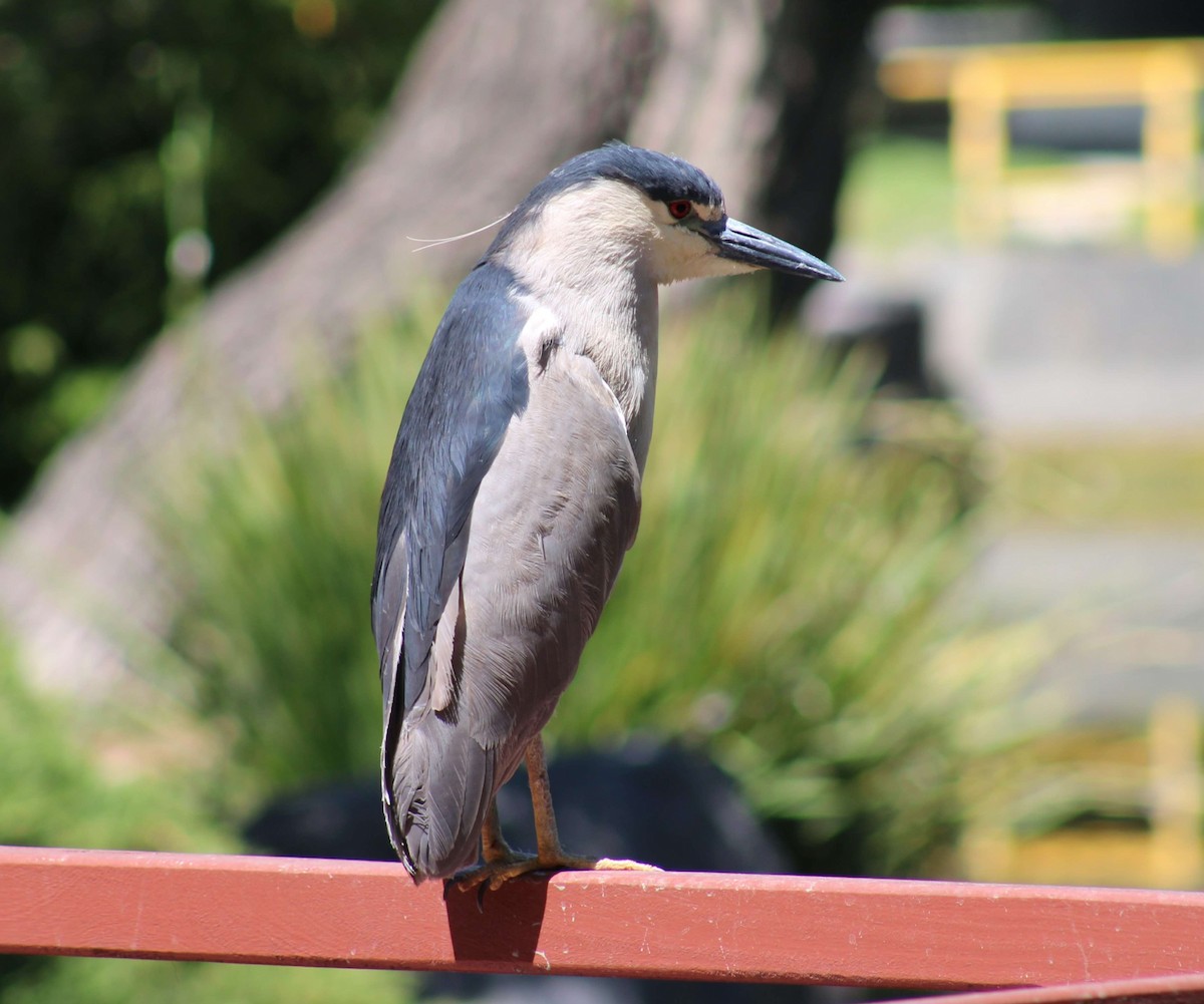 Black-crowned Night Heron - ML645946865