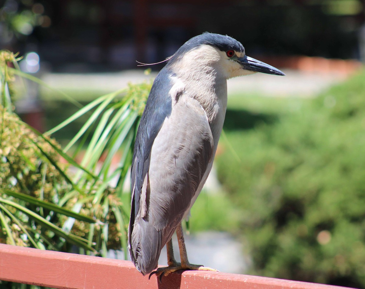 Black-crowned Night Heron - ML645946866