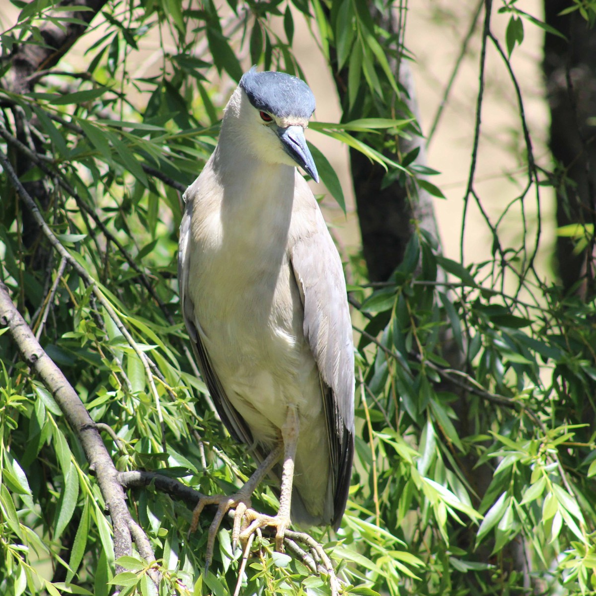 Black-crowned Night Heron - ML645946868