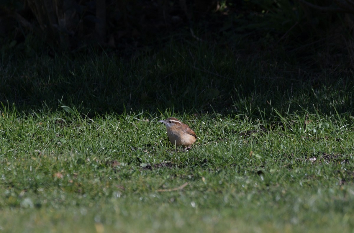 Carolina Wren - ML645946869