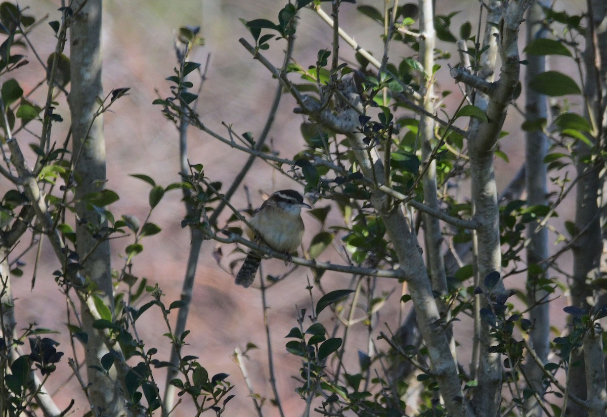 Carolina Wren - ML645946870