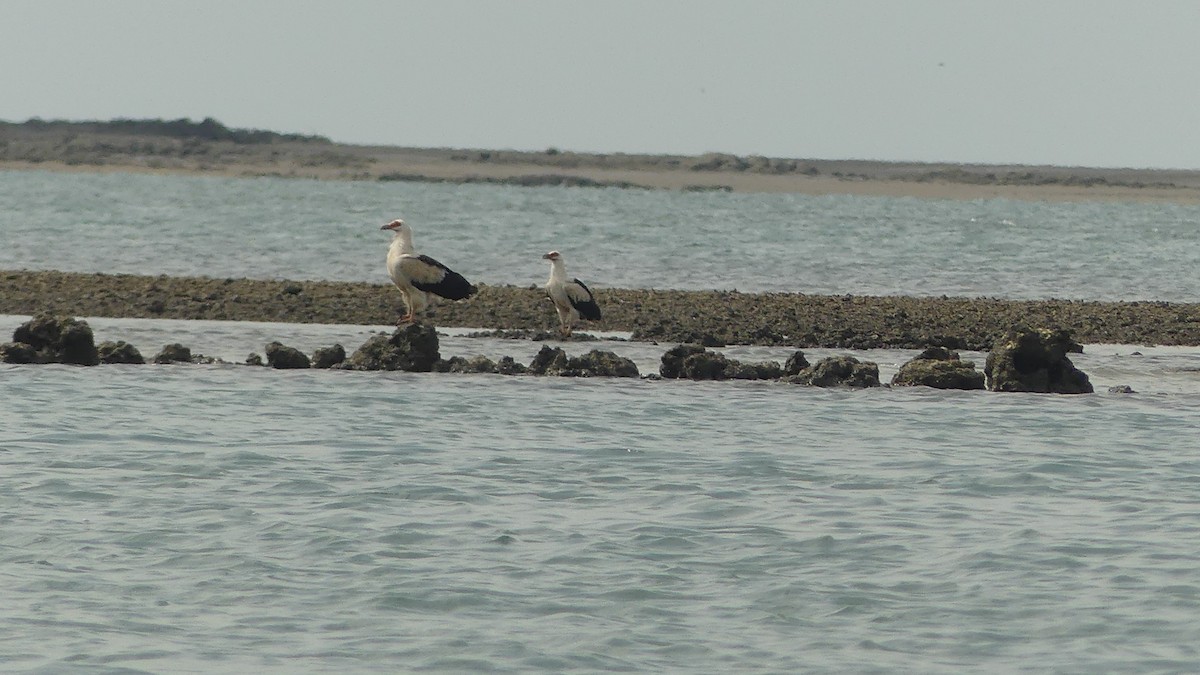 Palm-nut Vulture - ML645946873
