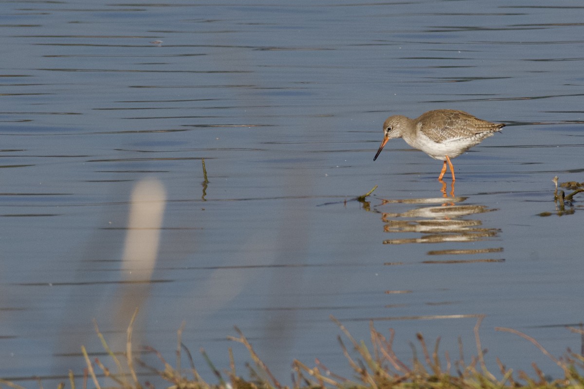 Common Redshank - ML645946874