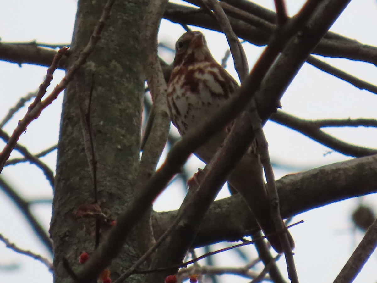 strnadec kaštanový - ML645946876