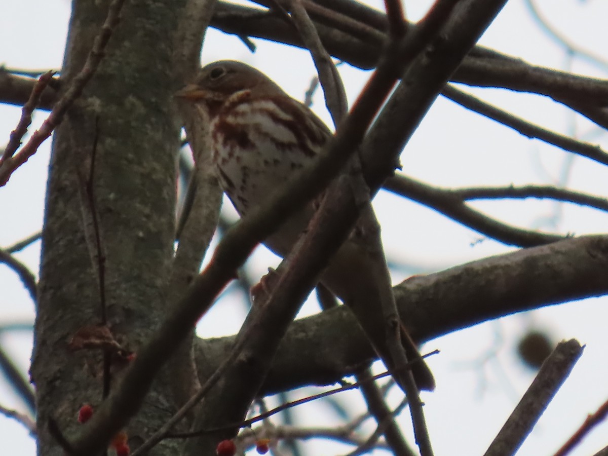 strnadec kaštanový - ML645946877