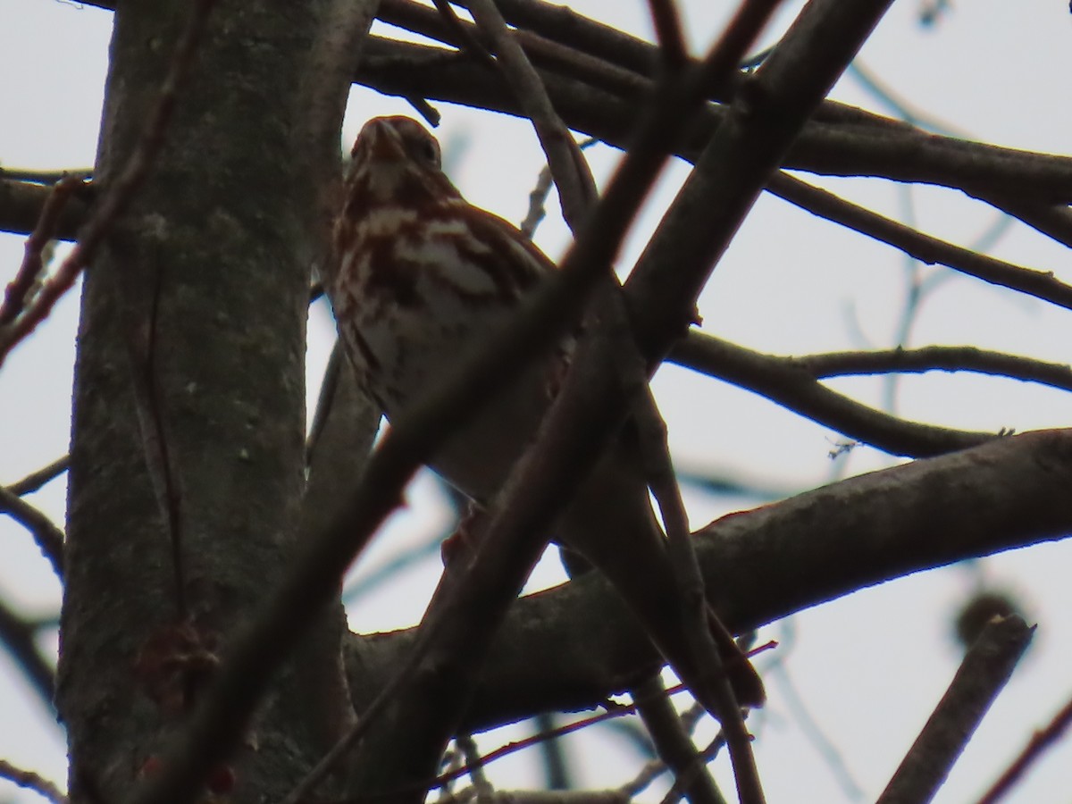 strnadec kaštanový - ML645946878