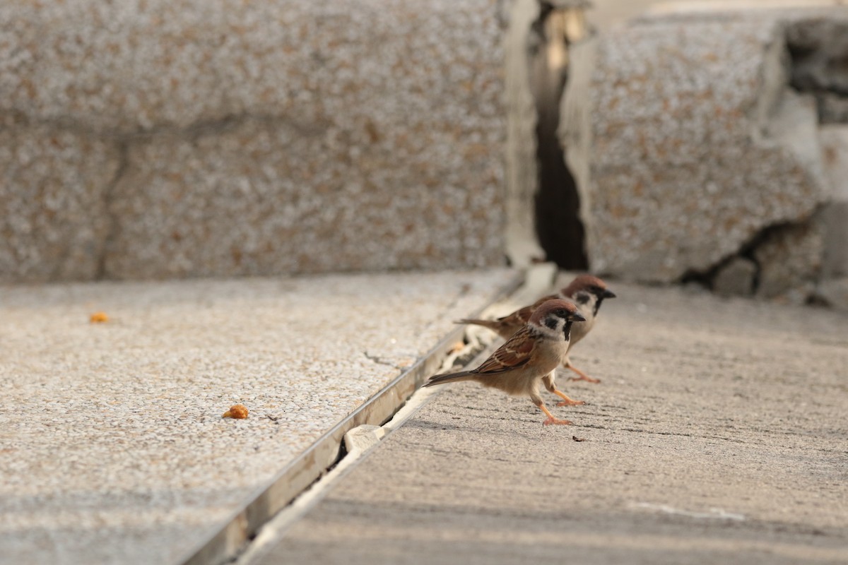 Eurasian Tree Sparrow - ML645946888