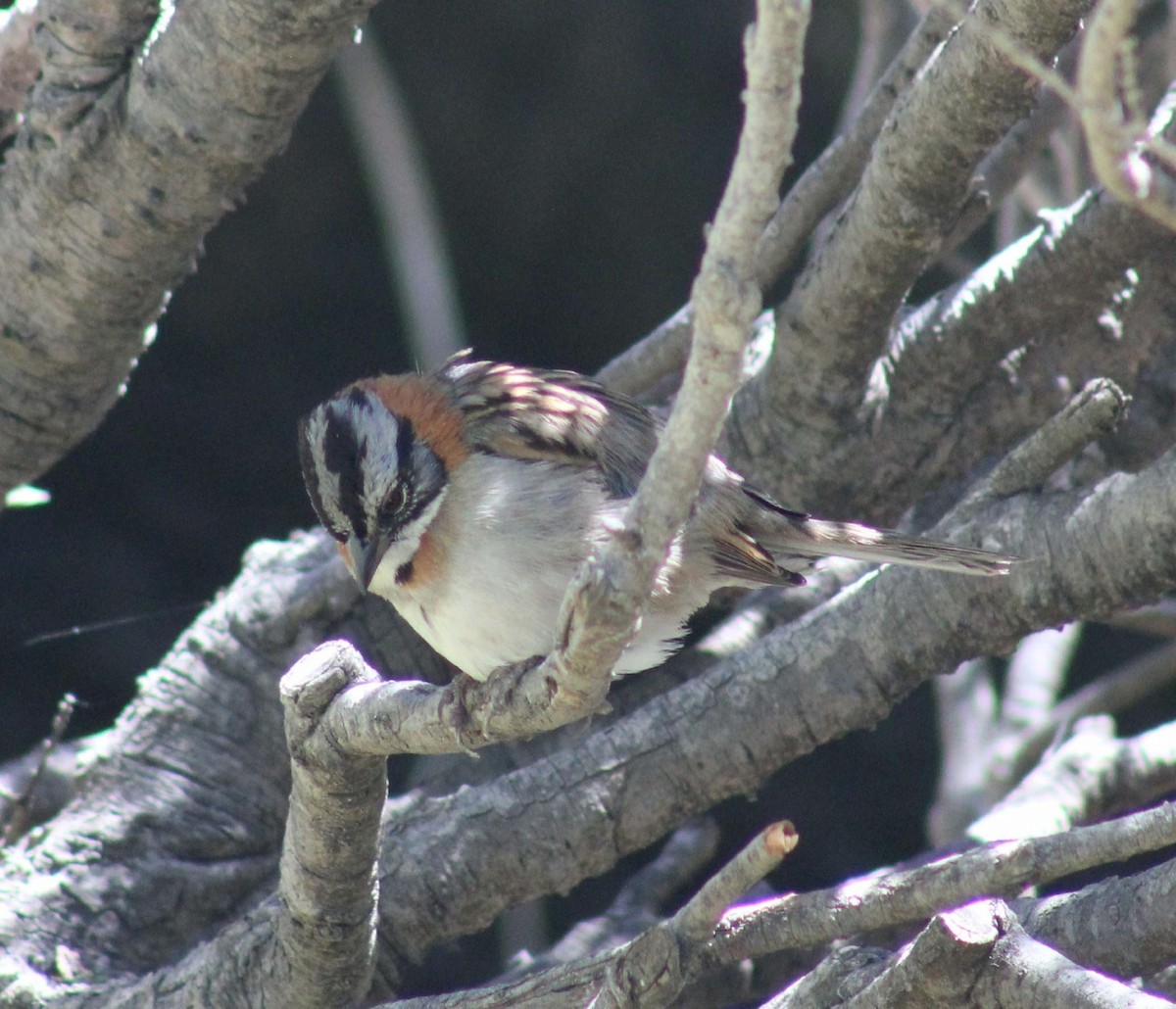 Rufous-collared Sparrow - ML645946892