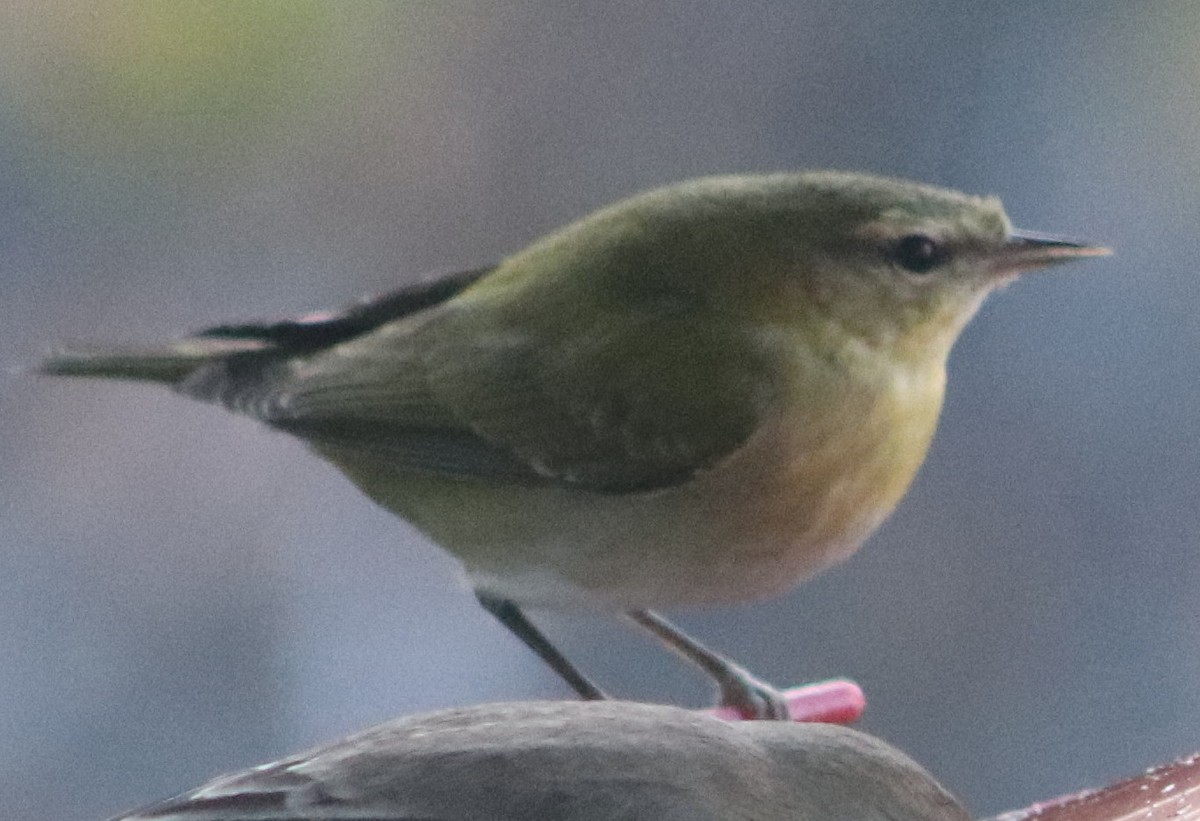 Tennessee Warbler - ML645946895