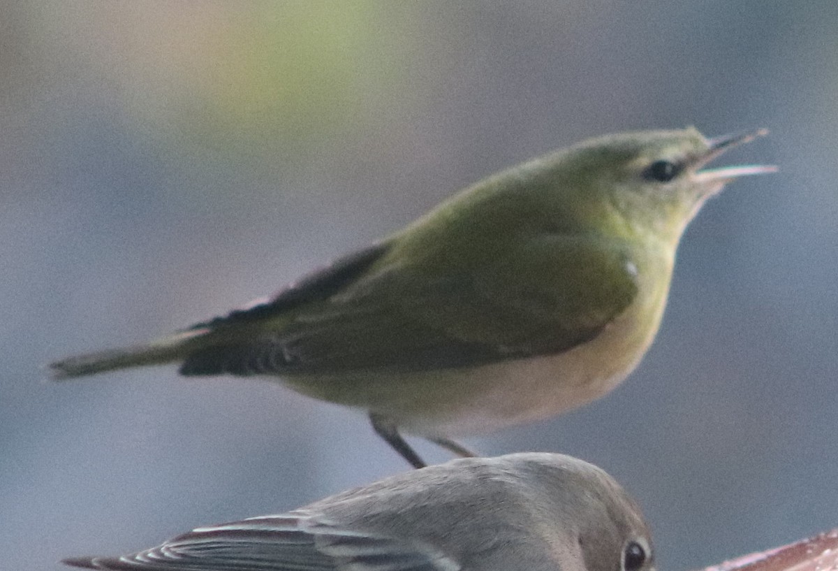 Tennessee Warbler - ML645946896