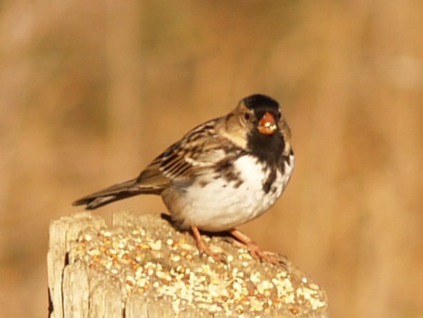 Harris's Sparrow - ML645946901
